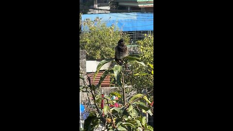 Singing bird #biral #viral