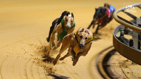 Dog Race - Unbeatable Australian Greyhound Racing