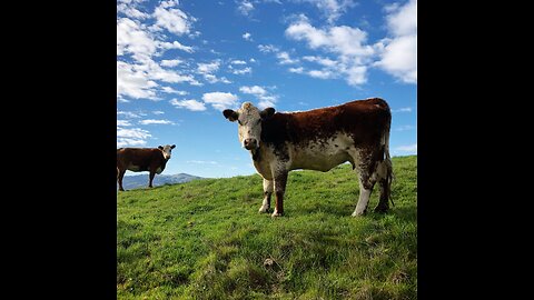 Sacred Cows are metaphors for False Beliefs (firmly held)