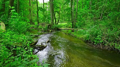 Relaxing River Sounds in the Forest - Birdsong & Babbling Brook for Sleep, Study & Meditation