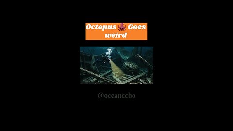 Diver Finds Glowing Treasure… But Octopus Trolls Him with Middle Finger