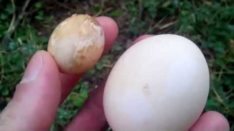 Abnormal little chicken egg that will surprise you