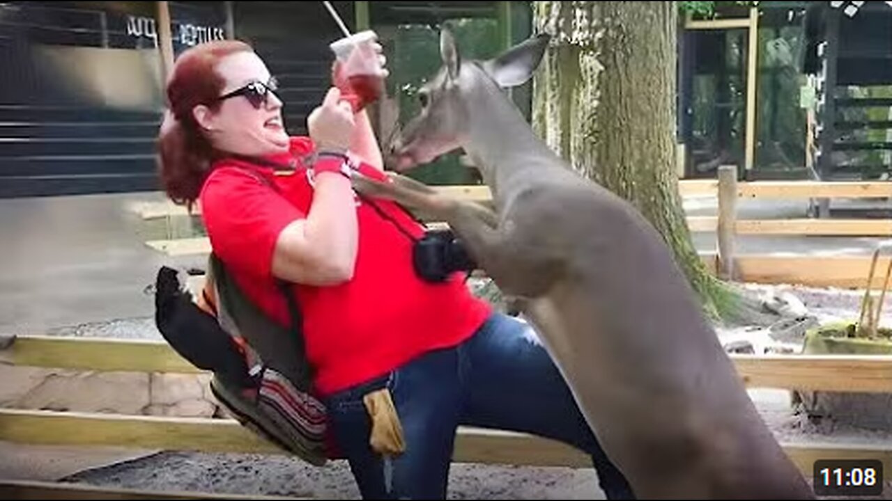 SHOCKING Wild Animal Encounters With Tourists 🤣 Funny Animals Videos 2025