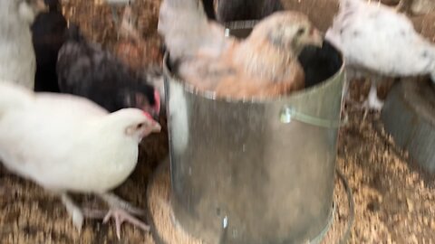 Fluffing Flockers