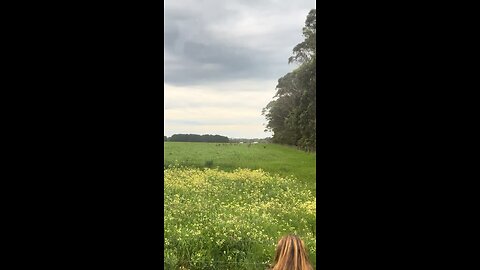 Kangaroos hopping away