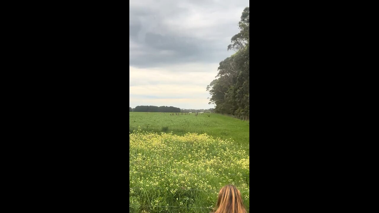 Kangaroos hopping away