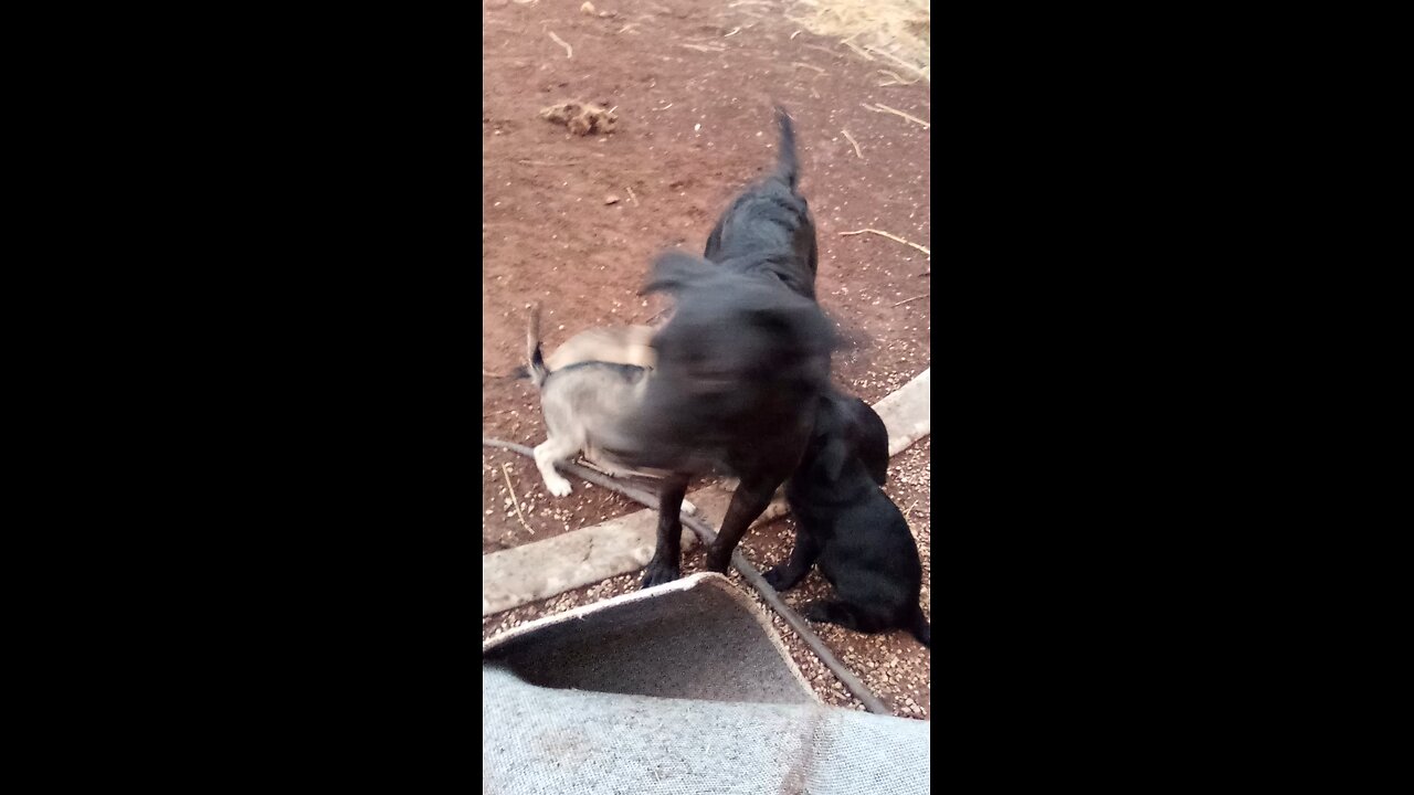 Puppies ADORABLE 2025 AUG