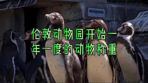 伦敦动物园开始一年一度的动物称重