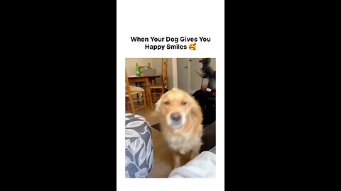 Helerous pets