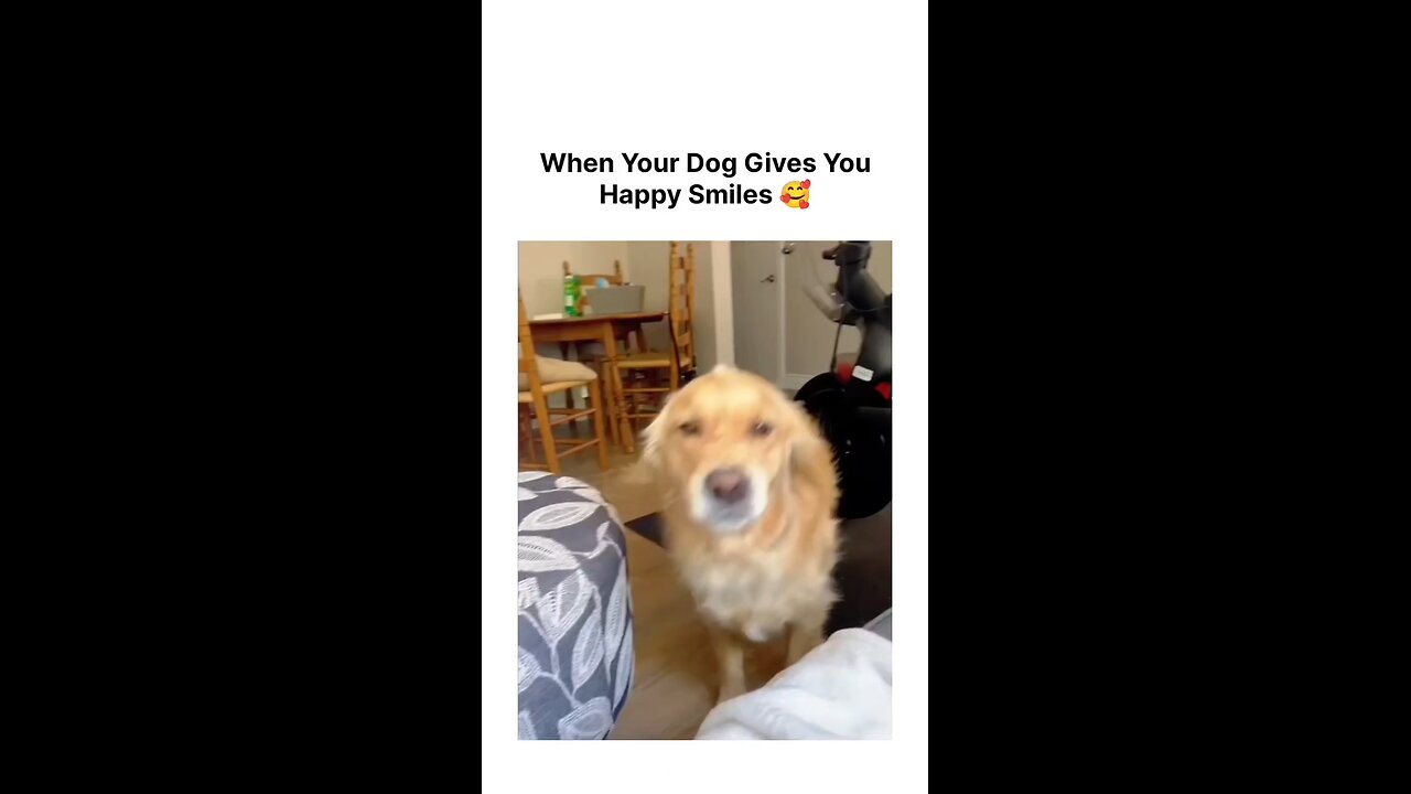 Helerous pets