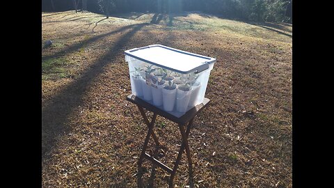 Dollar Store Greenhouse 2/6/26