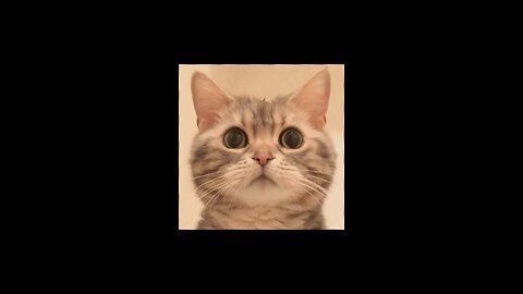 funny cat 😂 video