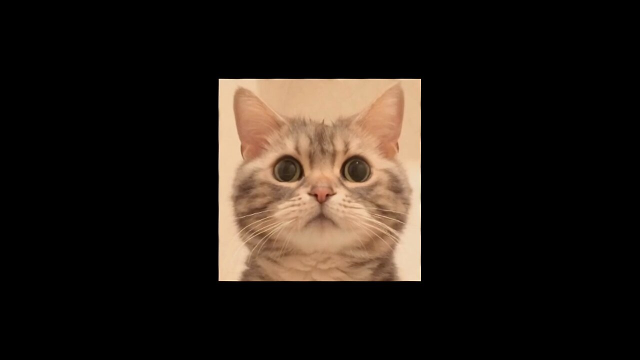 funny cat 😂 video