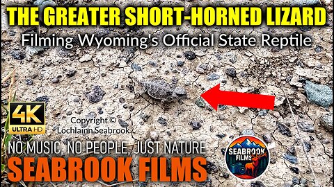 The Greater Short-Horned Lizard: Filming Wyoming's Official State Reptile