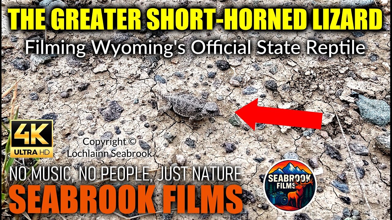 The Greater Short-Horned Lizard: Filming Wyoming's Official State Reptile