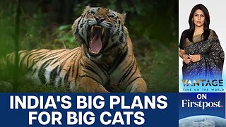 India to Export Tigers to Cambodia? | Vantage with Palki Sharma | N18G