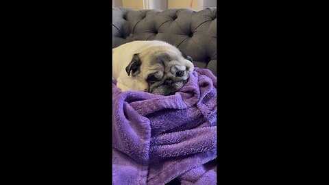 Have Some SAULT in Your Pug Life