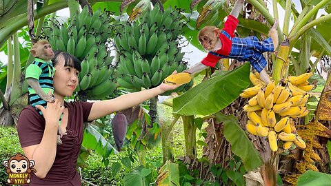 Mom to harvest bananas to make cakes for YiYi and Yin Yin