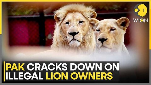 Pakistan: CM Maryam Nawaz Orders Zero-Tolerance Wildlife Crackdown | World News | WION