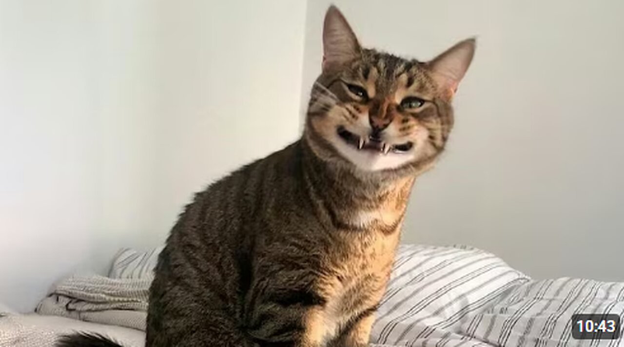 This Might Be the Silliest Cat Ever Recorded 🐱 Funny Cats Videos