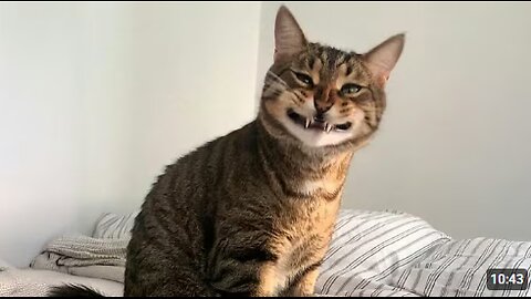This Might Be the Silliest Cat Ever Recorded 🐱 Funny Cats Videos