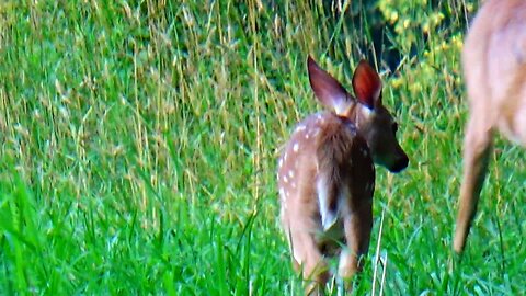 Fawn and Doe