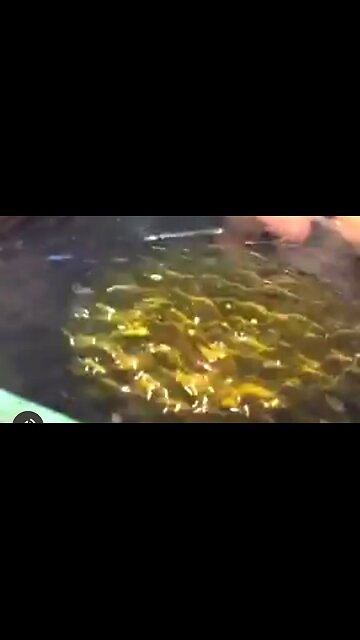 HOW TO KNOW IF YOU HAVE REAL HONEY. MY GUESS IS MOST DON'T 🐝