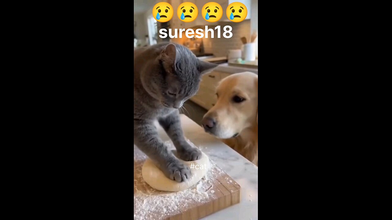 cat and dog funny 🤣🤣🤣 #cat #funnydog