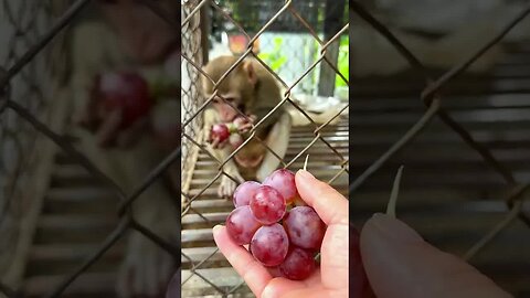 Caring for an Abandoned Monkey, the Mysterious Behaviors of Monkeys #7