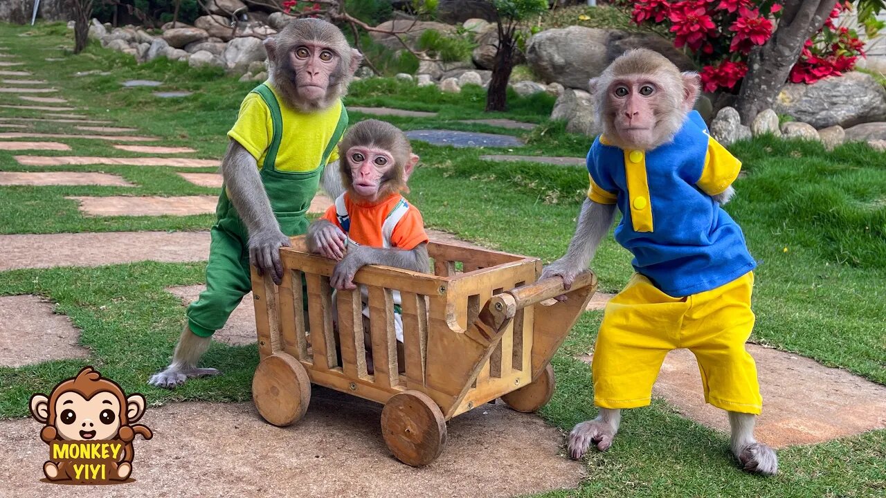 YiYi and YinYin obediently help grandpa take care of baby monkey Yumy