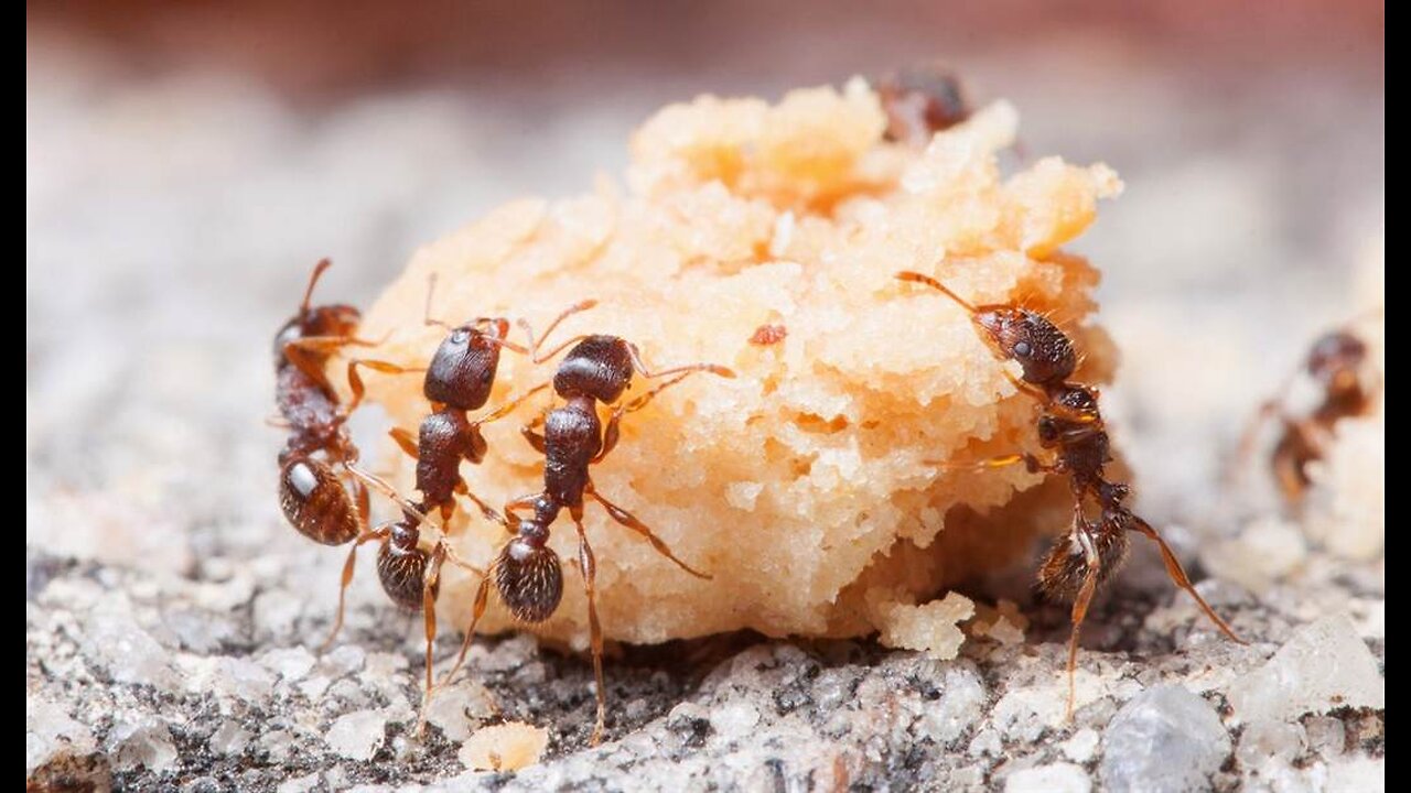 Amazing Facts It's the Ants' World, We Just Live in It.