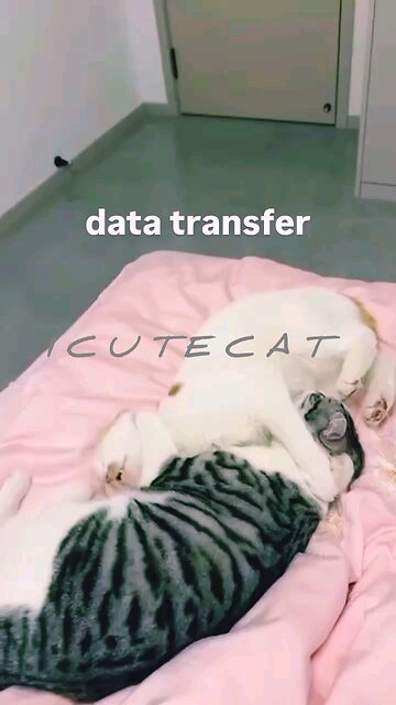 Funny animals|funny animal video|cute cats|funny video|try not to laugh Cat Really Enjoys Scratches