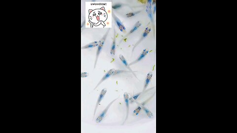 ikan hias