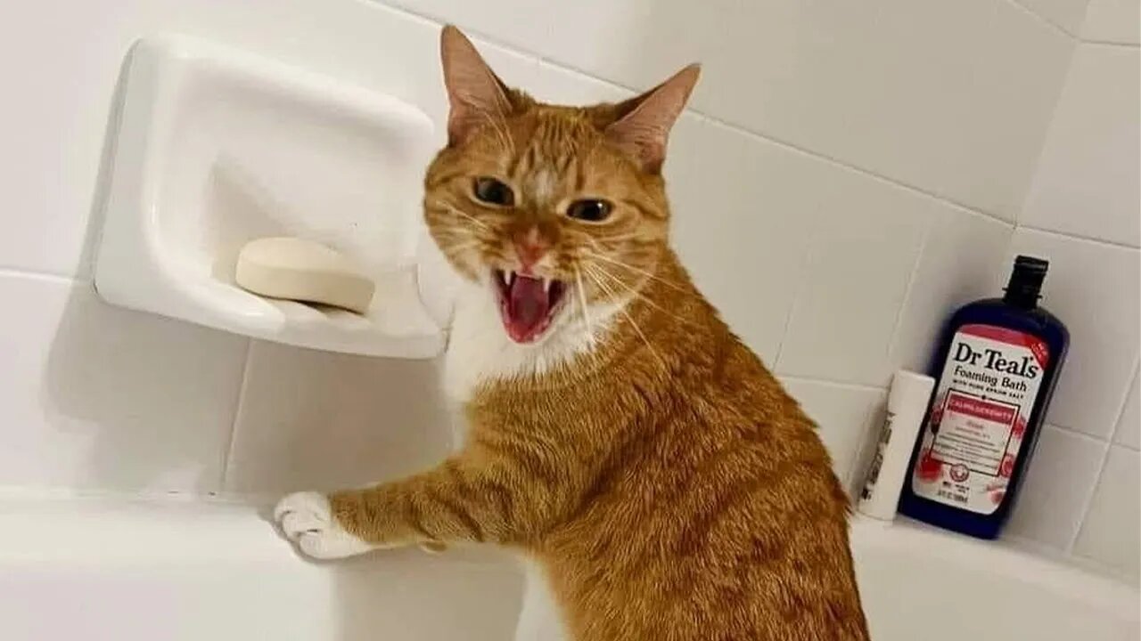 When your Cat thinks it's the boss of the house 🐱