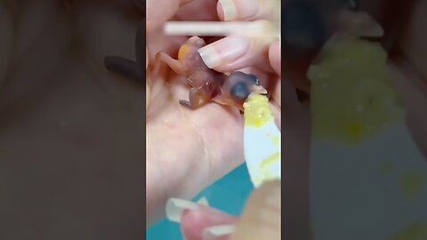 The bird came up through the window and brought the egg to the girl