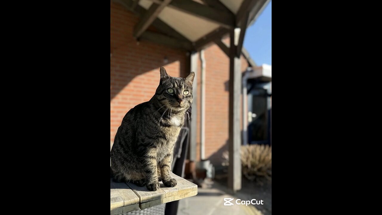 cat enjoying the morning