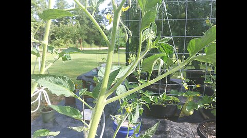 Taking Tomato Cuttings From Tomato Sucker Plant For Fall Planting 7/5/25