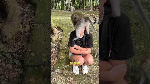 Funny Animals #funnyanimals #animals #pets #shorts