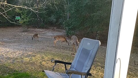 To many FL Deer to count 1/22/26