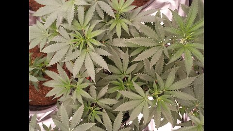 Zour diesel by James loud genetics week 1 bloom