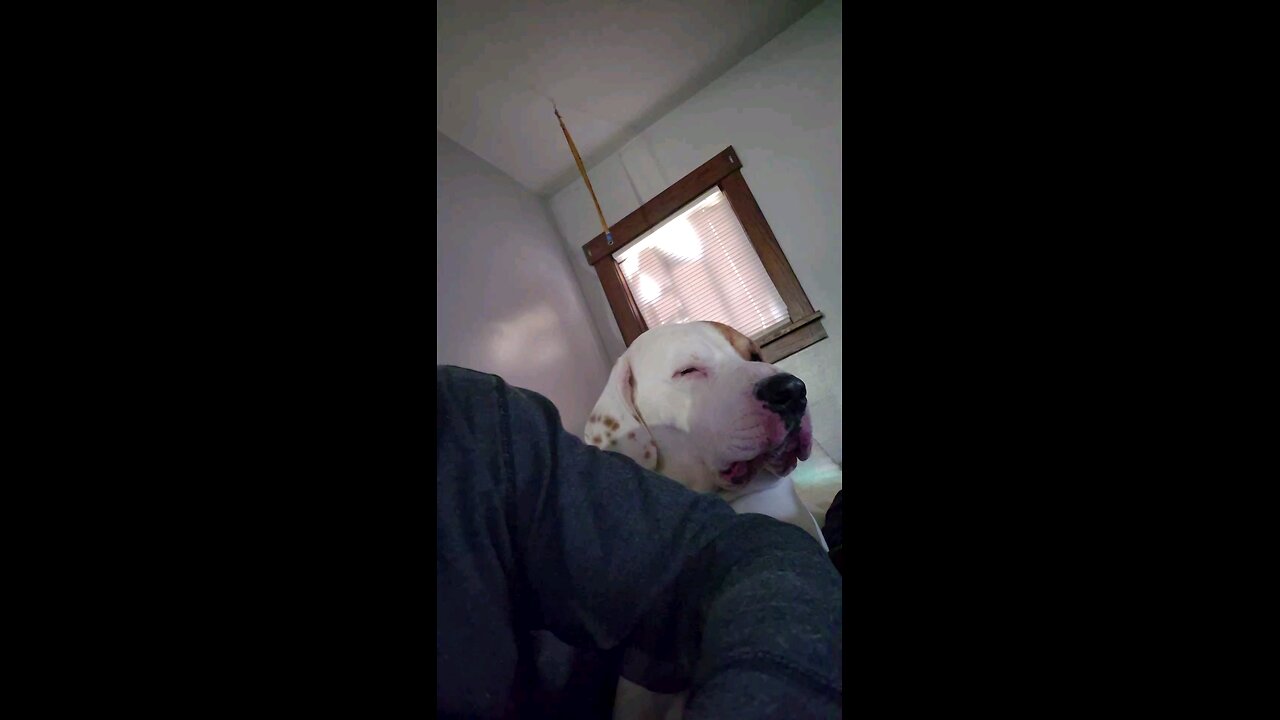 chilling with my dog