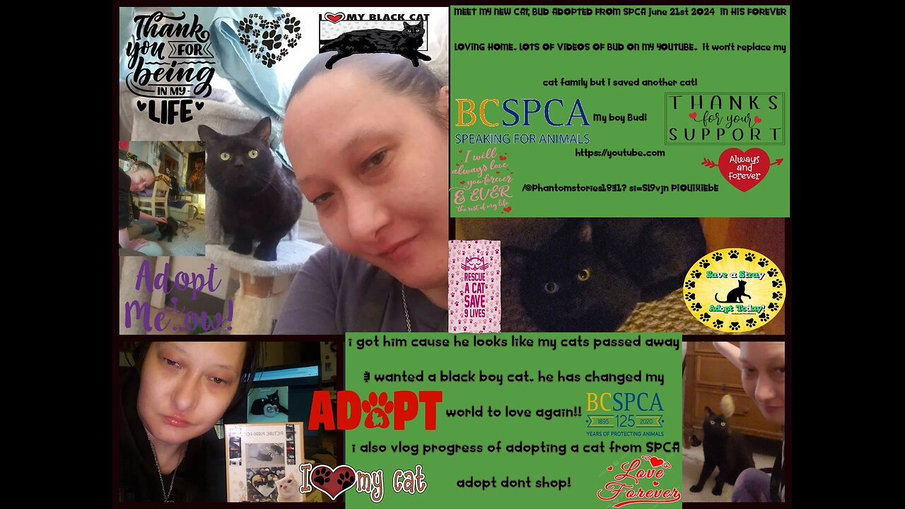 i adopted a cat from the spca