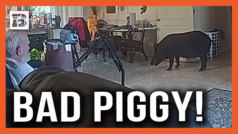 BAD PIGGY! Wild Boar Rampages Through House