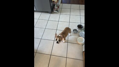 Nemo The Frenchie