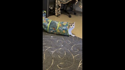 Daisy is playing with her new toy