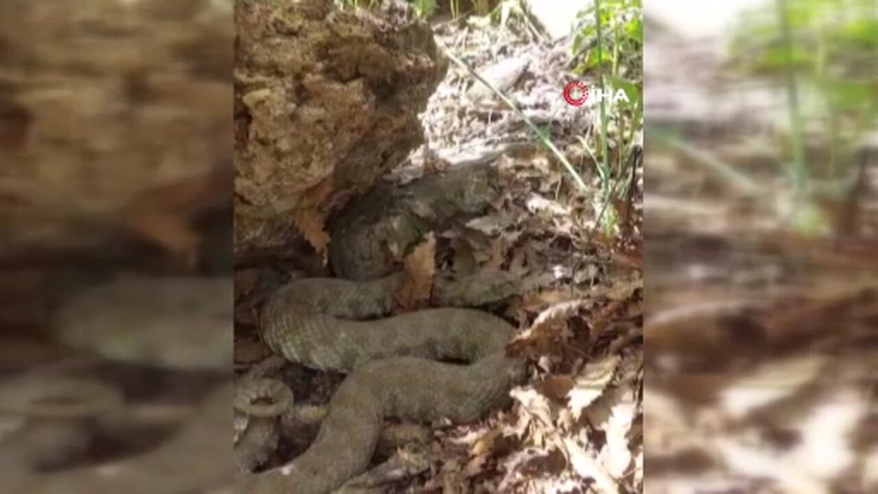 Tunceli'de koca engerek yılanının ısırdığı kadın, tedavi altına alındı