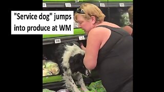 Women’s “service dog” jumps intro produce at Walmart