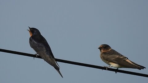 Barn Swallow & Cliff Swallow