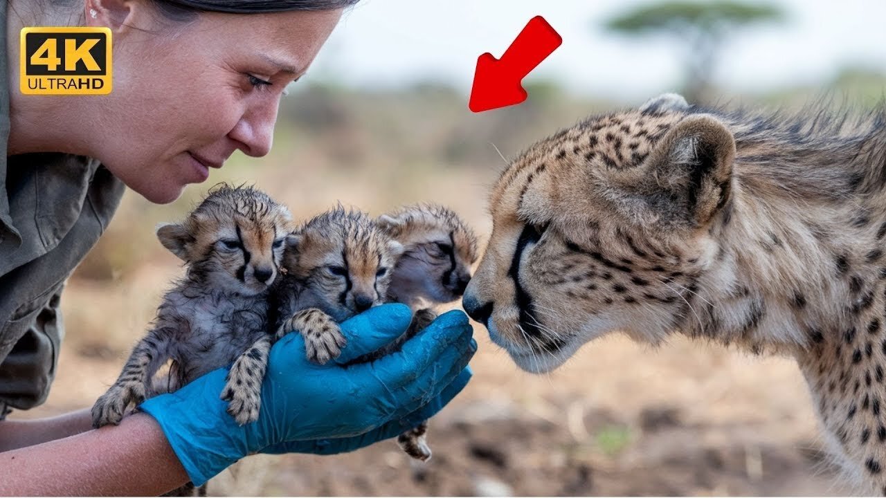 Mother Cheetah’s Journey: The Miracle of Giving Birth in the Wild 🐆👶🌿