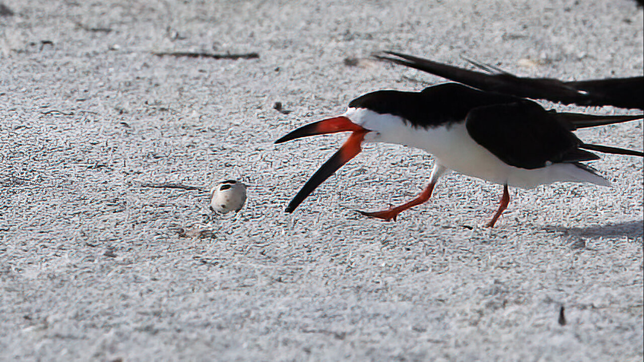 A Black Skimmer Fights the Wind!